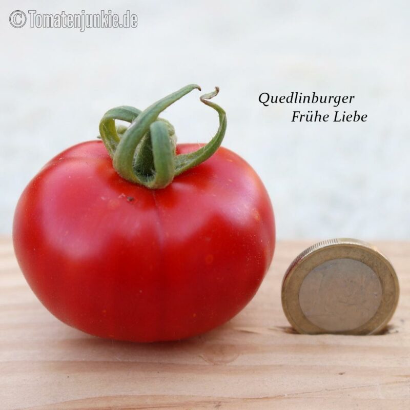 Tomatensorte Frühe Liebe