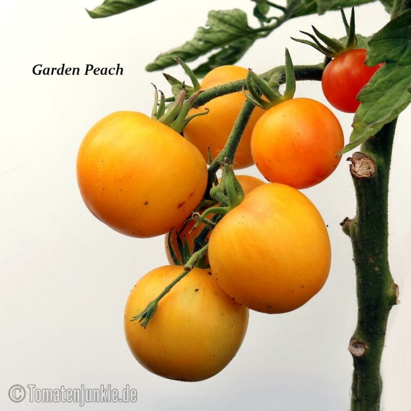 Tomatensorte Garden Peach