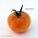Tomatensorte Garden Peach