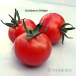 Tomatensorte Gardeners Delight