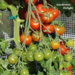 Tomatensorte Gardeners Delight