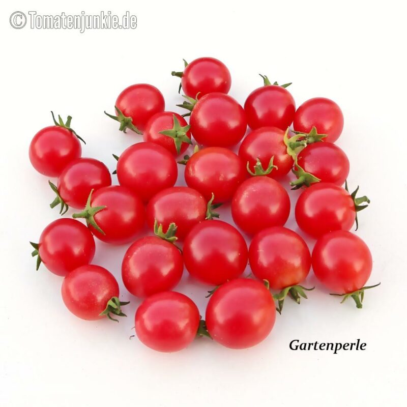 Tomatensorte Gartenperle