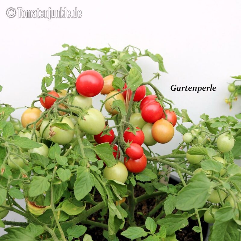 Tomatensorte Gartenperle