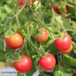 Tomatensorte Gartenperle
