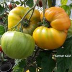 Tomatensorte German Gold