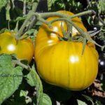 Tomatensorte Golden Green