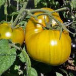 Tomatensorte Golden Green