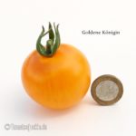 Tomatensorte Goldene Königin