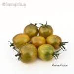 Tomatensorte Green Grape