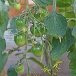 Tomatensorte Green Grape