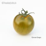 Tomatensorte Green Grape