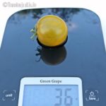Tomatensorte Green Grape