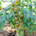 Tomatensorte Green Grape