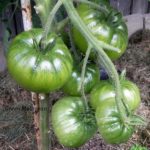 Tomatensorte Green Moldovan