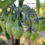 Tomatensorte Green Pear