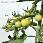 Tomatensorte Grit