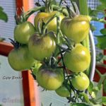 Tomatensorte Gute Ernte