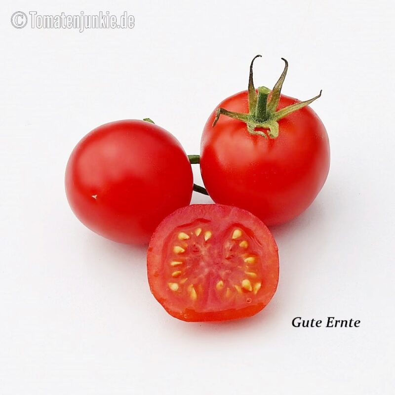 Tomatensorte Gute Ernte