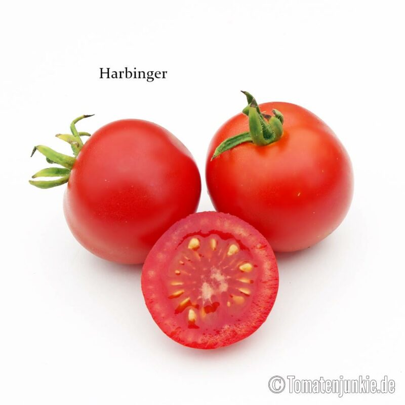 Tomatensorte Harbinger