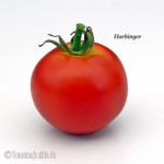 Tomatensorte Harbinger