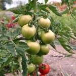 Tomatensorte Harbinger