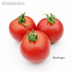 Tomatensorte Harbinger