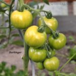 Tomatensorte Harbinger