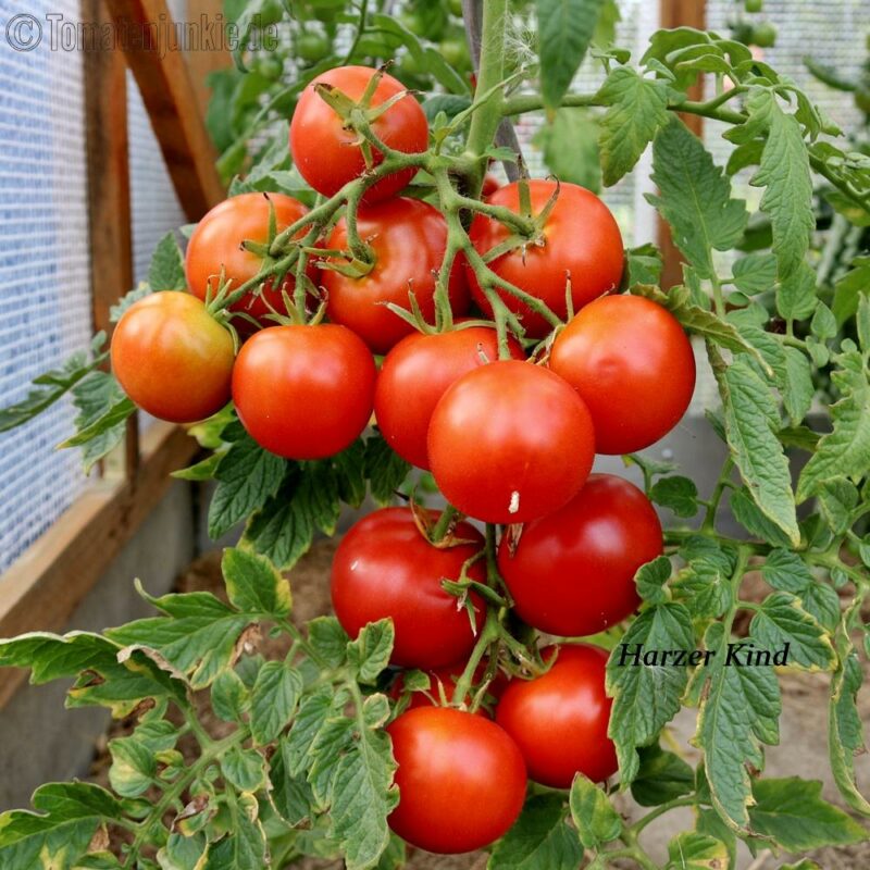 Tomatensorte Harzer Kind