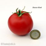 Tomatensorte Harzer Kind