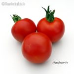 Tomatensorte Harzfeuer F1