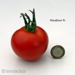 Tomatensorte Harzfeuer F1