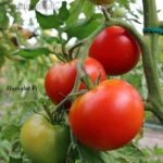 Tomatensorte Harzglut F1