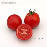 Tomatensorte Harzglut F1