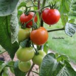 Tomatensorte Harzliebe