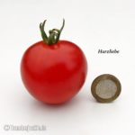 Tomatensorte Harzliebe