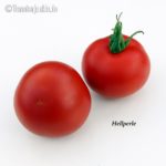 Tomatensorte Hellperle