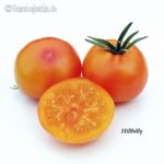 Tomatensorte Hillbilly