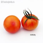 Tomatensorte Hillbilly