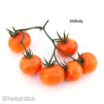Tomatensorte Hillbilly