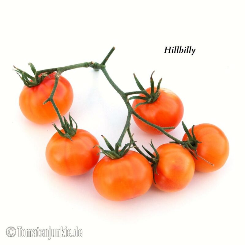 Tomatensorte Hillbilly