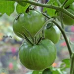 Tomatensorte Hillbilly