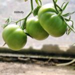 Tomatensorte Hillbilly