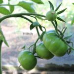 Tomatensorte Hillbilly