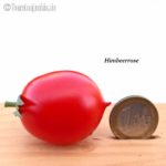 Tomatensorte Himbeerrose