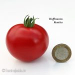 Tomatensorte Hoffmanns Rentita