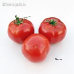 Tomatensorte Ikarus