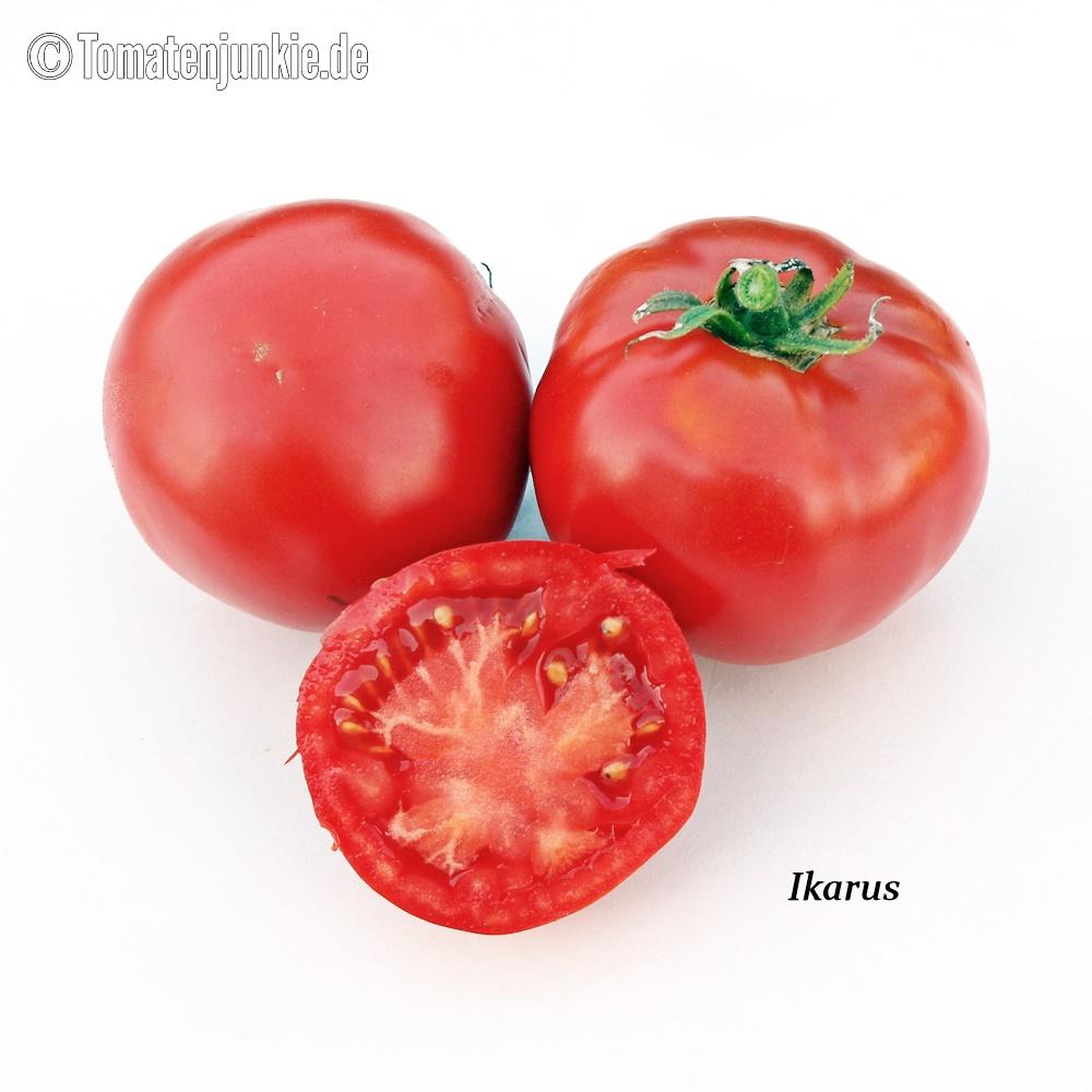 Tomatensorte Ikarus