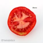 Tomatensorte Ikarus