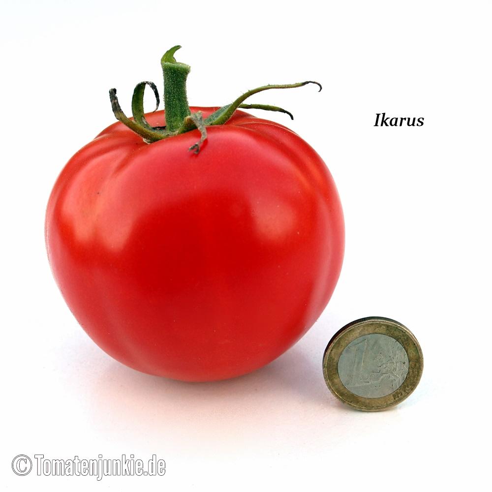 Ikarus rote Tomate alte Sorte aus der ehem DDR klassische Fleischtomate 