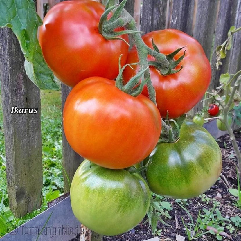 Tomatensorte Ikarus